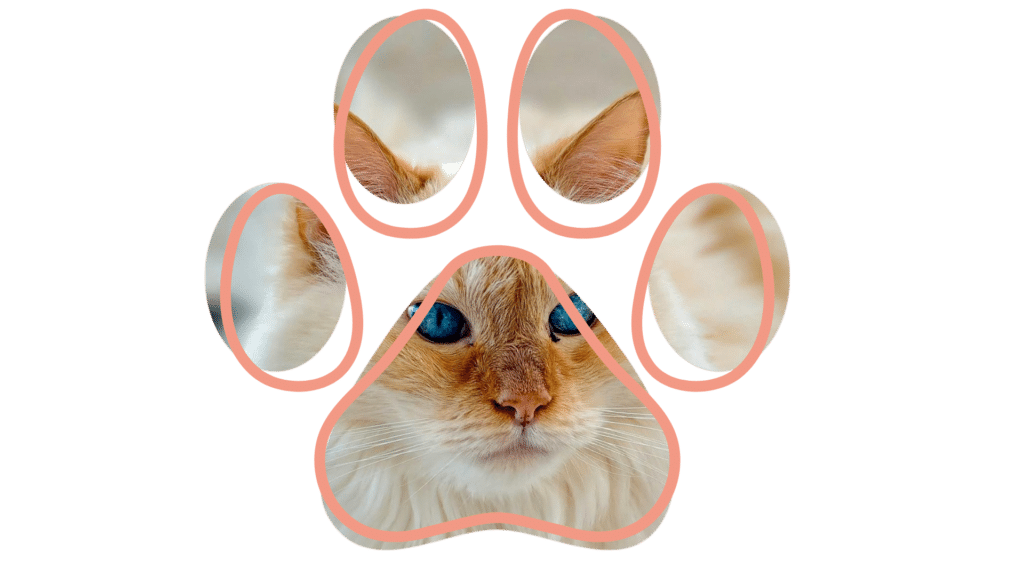 Vet near me dental and surgical care at Cicero Animal Clinic in Brewerton NY