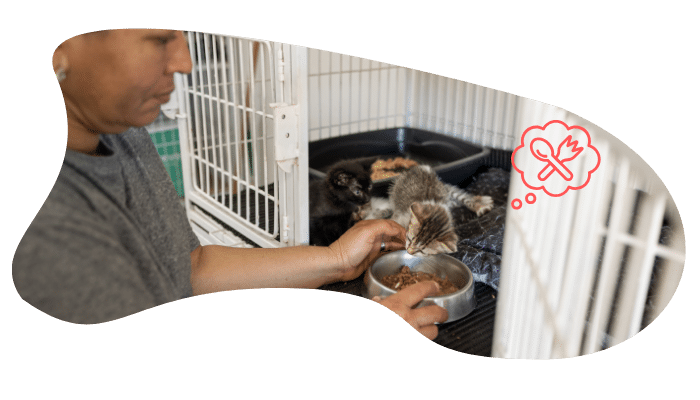 Adopting a shelter pet in Cicero, NY with guidance from Cicero Animal Clinic