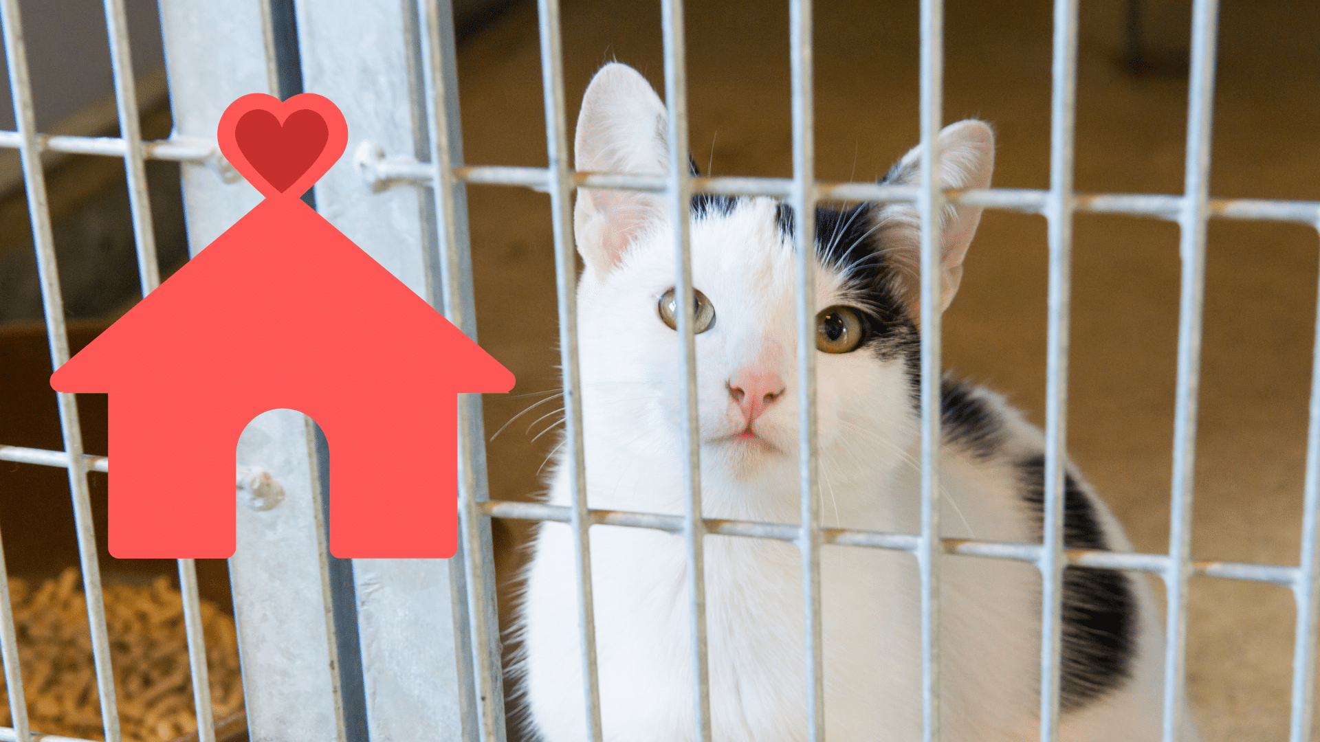Family adopting a shelter pet with support from Cicero Animal Clinic in Cicero, NY