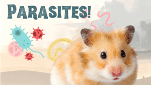A hamster surrounded by parasites in Cicero, NY